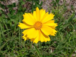 オオキンケイギクの花