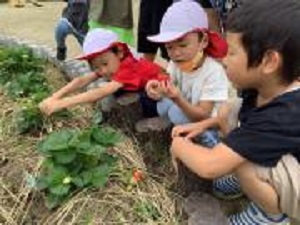 収穫の様子 大きいね！