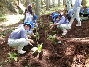 エビネラン苗移植作業