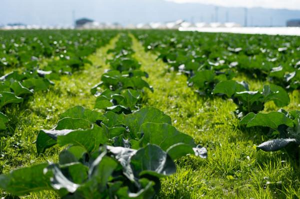 畑に育つ葉物野菜