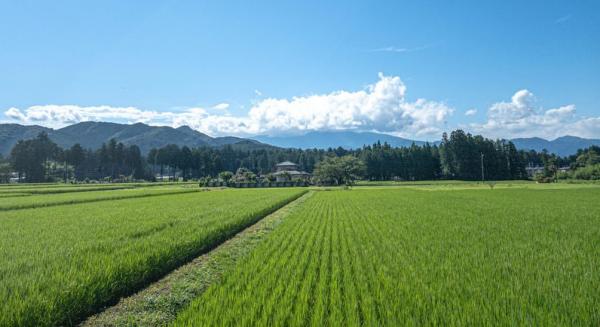 青空と田植え後の風景