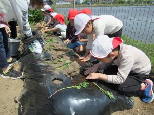 さつま芋の苗を植えている男児