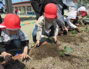 オクラの苗を植える児童