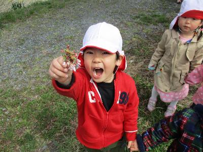 桜を手に取る子供の様子