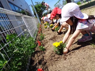 花に土をかけてあげている様子