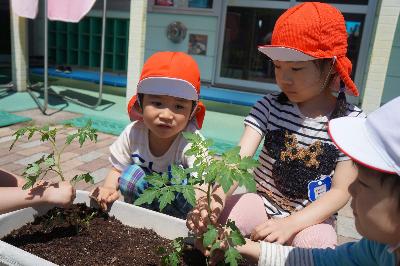 野菜を植えている様子