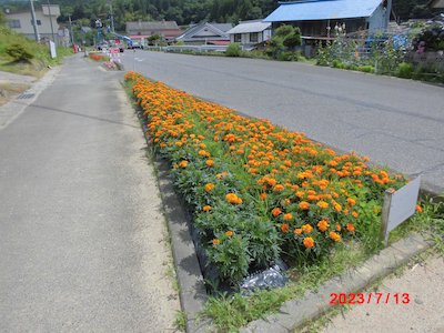 田母神松の木花の会1