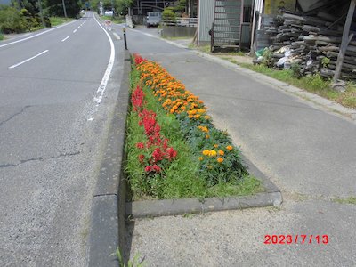 田母神松の木花の会2