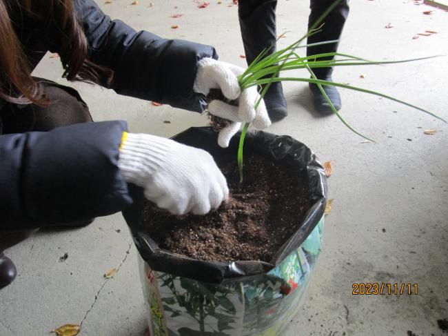 万吉どんを植える参加者