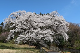 弥明の桜の写真