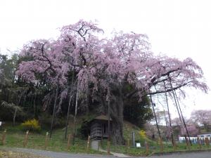 紅枝垂地蔵桜の写真