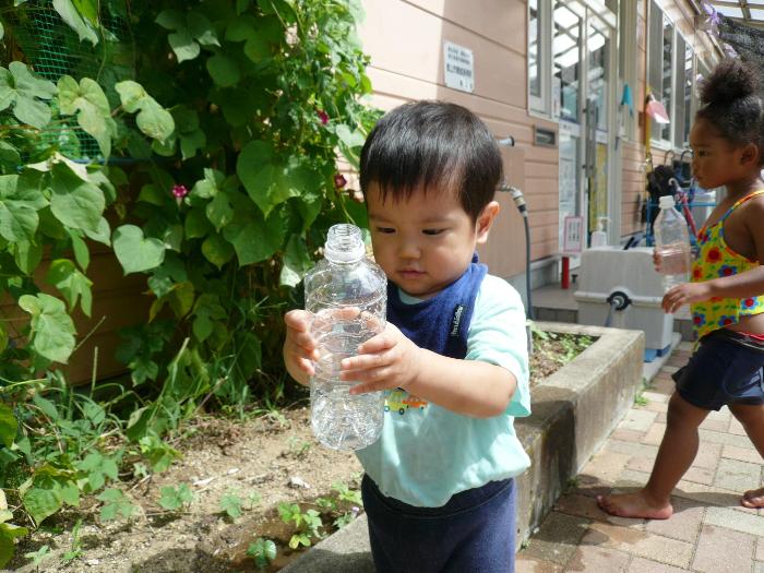 朝顔の花に水をあげています