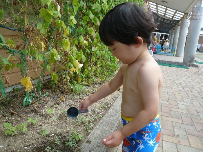 朝顔に水をあげましたの画像3