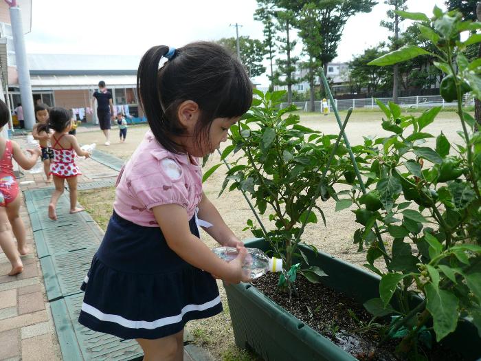 ピーマンに水をあげています