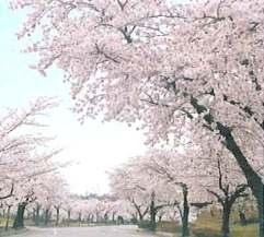 園内の桜の写真