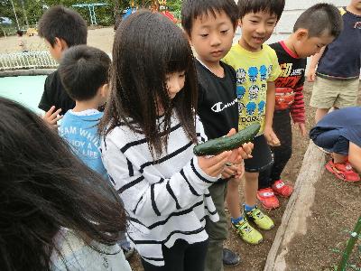 きゅうりのとげがチクチクするよ