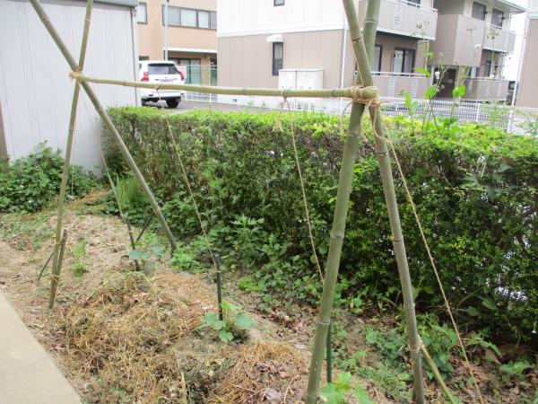 キュウリ棚