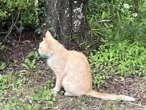 猫の横顔（2025年5月23日棚倉城跡にて筆者撮影）