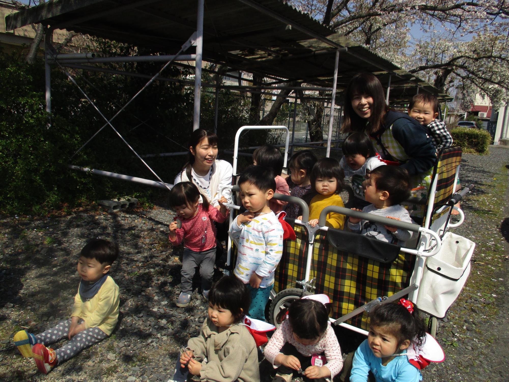 たんぽぽ組の1歳児がベビーカーに乗って桜の前で写真を撮る