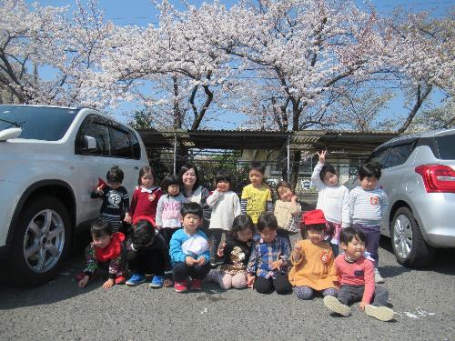 すみれ組の子供たちが青空の下桜の前で写真を撮る