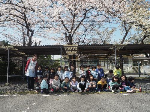 ひまわり組の子供たちが、担任の先生と桜の前で写真を撮りました。