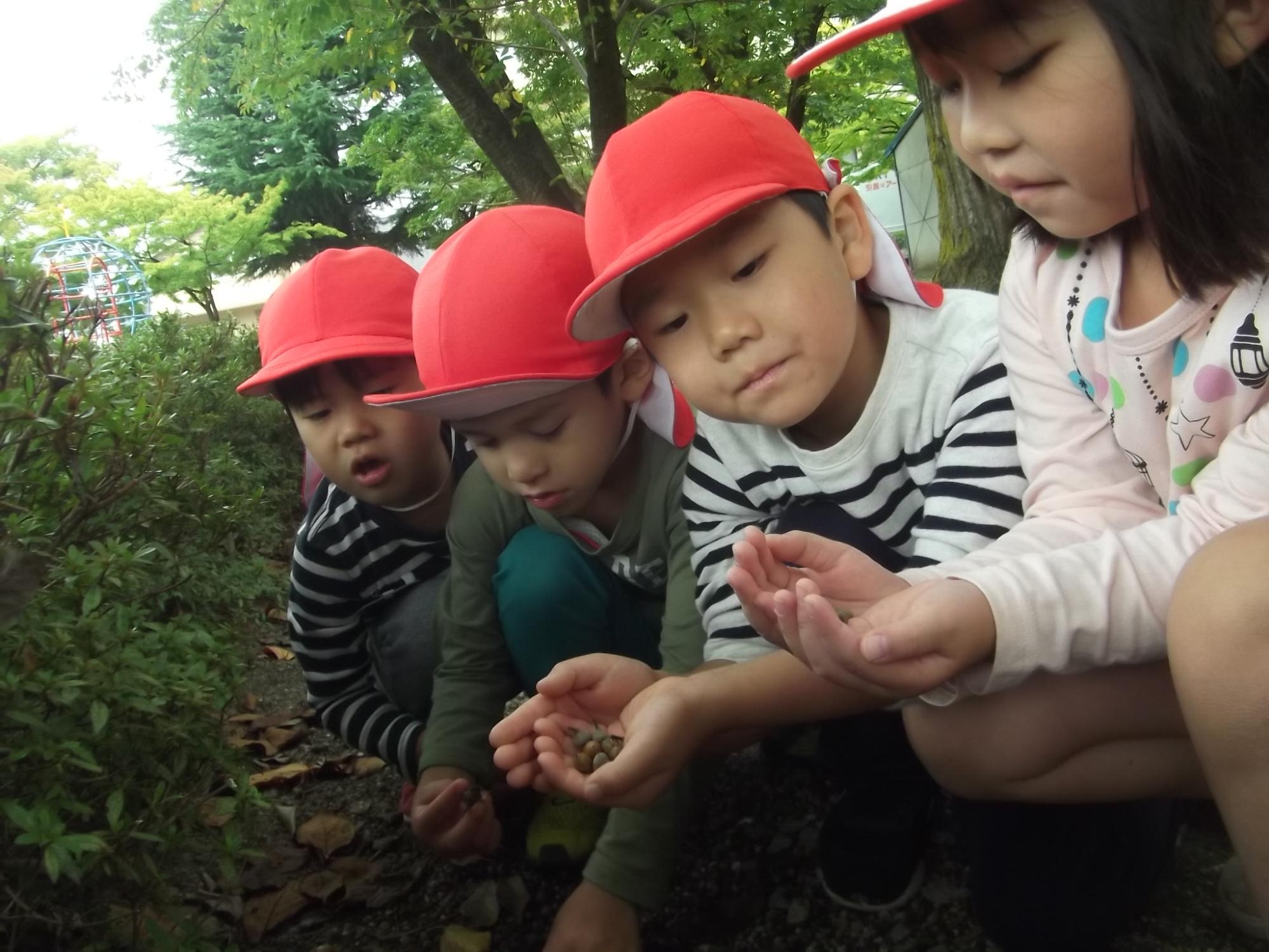 公園でドングリを見つけてみんなで見ている