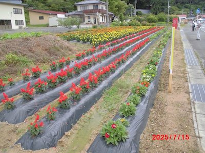 田母神いこいの花畑1