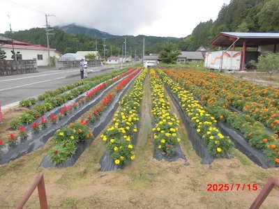 田母神いこいの花畑2