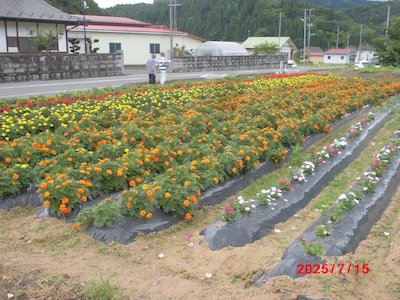 田母神いこいの花畑3