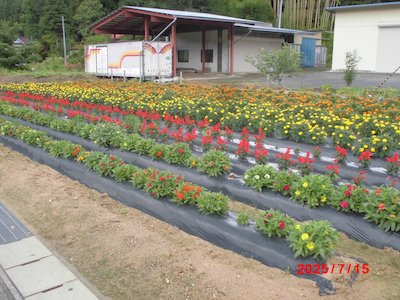 田母神いこいの花畑4