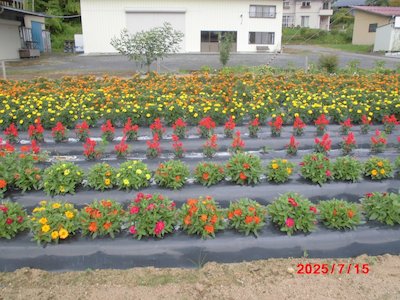 田母神いこいの花畑5