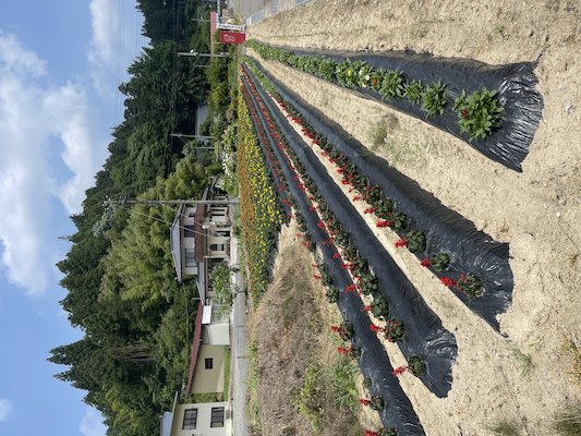田母神いこいの花畑6