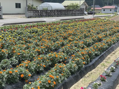 田母神いこいの花畑7