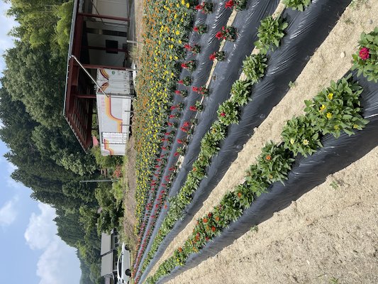 田母神いこいの花畑8