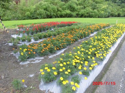 赤坂花愛好会1