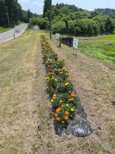 細田行政区4
