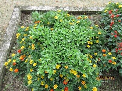 郡山市立御代田小学校6
