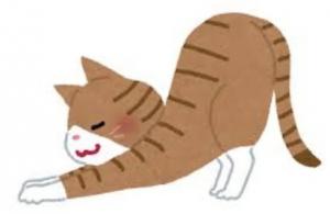 猫の画像