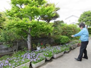 花かつみ2