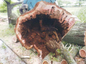 柳の木の写真