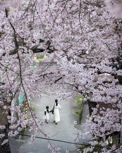 桜坂を共に