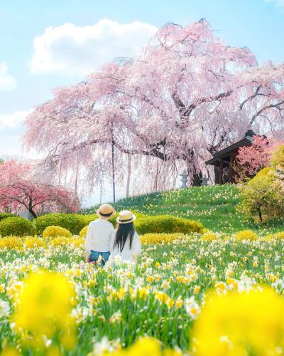 金毘羅桜と春の花々