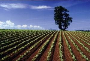 青空の下に植えられた農作物が広がる布引高原の写真