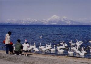 湖南町福良の猪苗代湖畔青松浜で白鳥を眺める4人の家族の写真