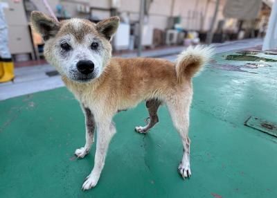柴犬雄茶白