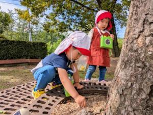 どんぐりを拾うたんぽぽ組さん