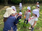 虫や植物を観察している様子
