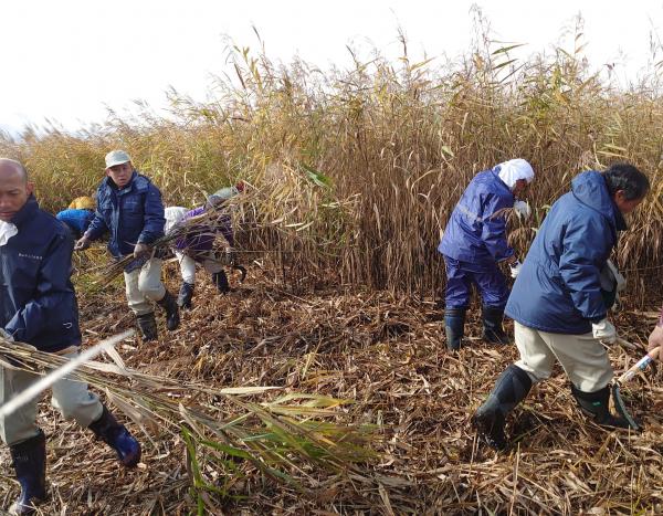 ヨシ刈り2