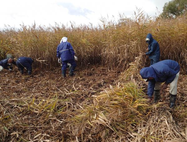 ヨシ刈り3