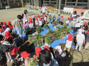 さつまいも苗観察